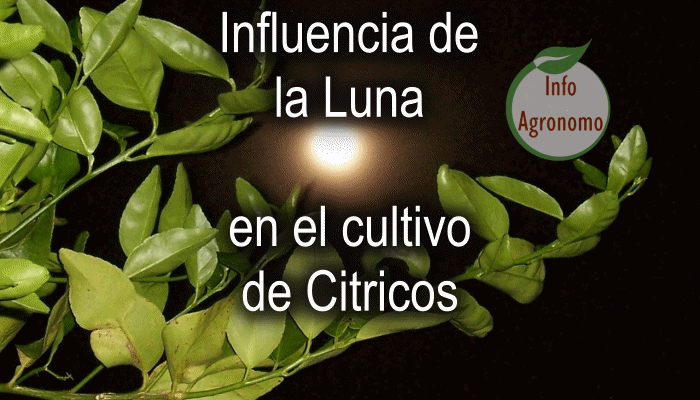 Influencia de la luna en el cultivo de citricos - InfoAgronomo