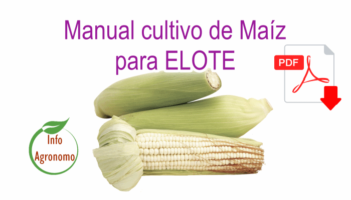 Guía de Cultivo de maíz para elote - InfoAgronomo