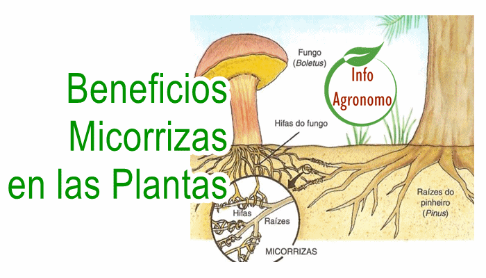 Simbiosis micelio-planta beneficiosa