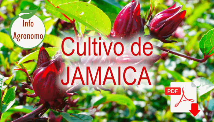 Manual tecnico de cultivo de Jamaica - InfoAgronomo
