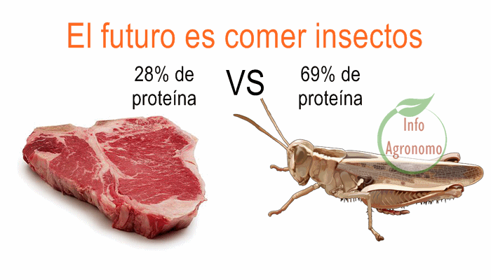 Comer insectos, contiene 69% de proteÃ­nas