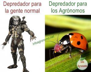 Memes depredador