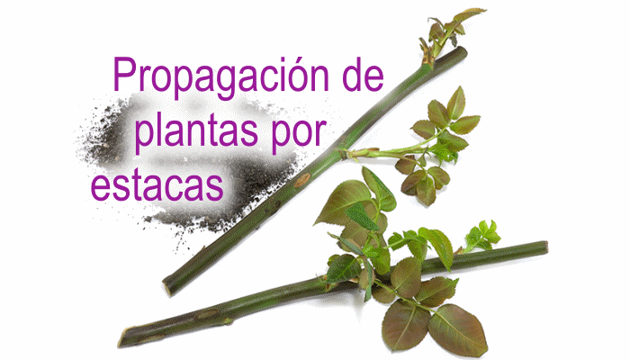 Manual de propagación de plantas por estacas - InfoAgronomo