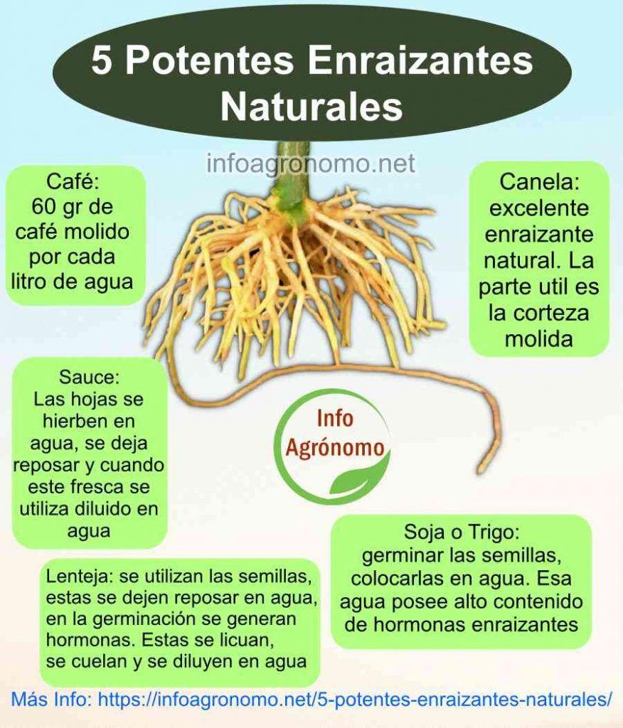 Enraizantes naturales