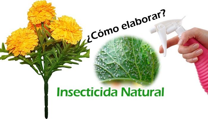 Cómo hacer insecticida natural con Flor de Muerto (Tagetes) - InfoAgronomo