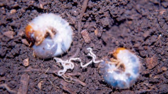 Nematodos benéficos para el control de plagas del suelo