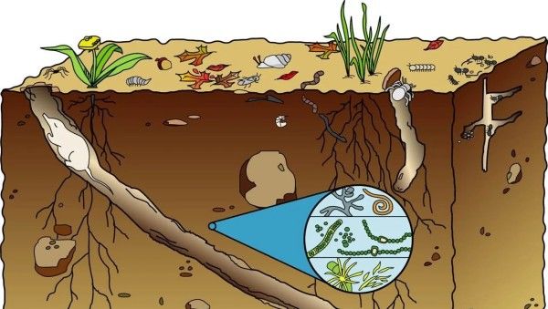 La vida en el suelo