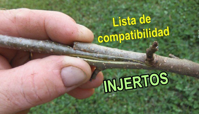 cigarrillo sacerdote paciente Compatibilidad de injertos en arboles frutales - InfoAgronomo