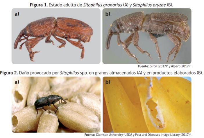 Especies de gorgojos y sus daños