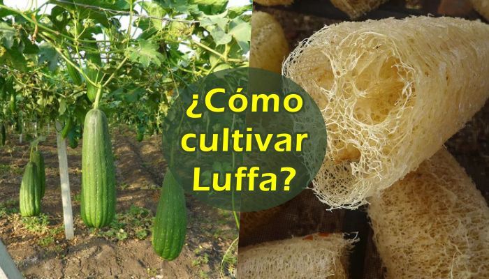 Como Hacer Una Esponja Natural - La Huertina De Toni  La huertina de toni,  Esponja vegetal, Cultivo de suculentas
