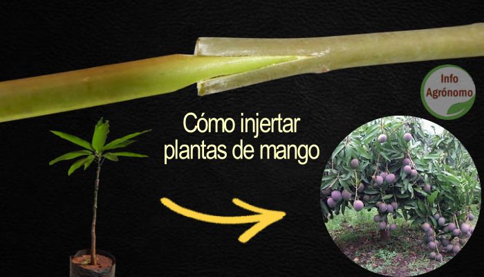 Desear convergencia Manifestación Cómo injertar plantas de mango paso a paso - InfoAgronomo
