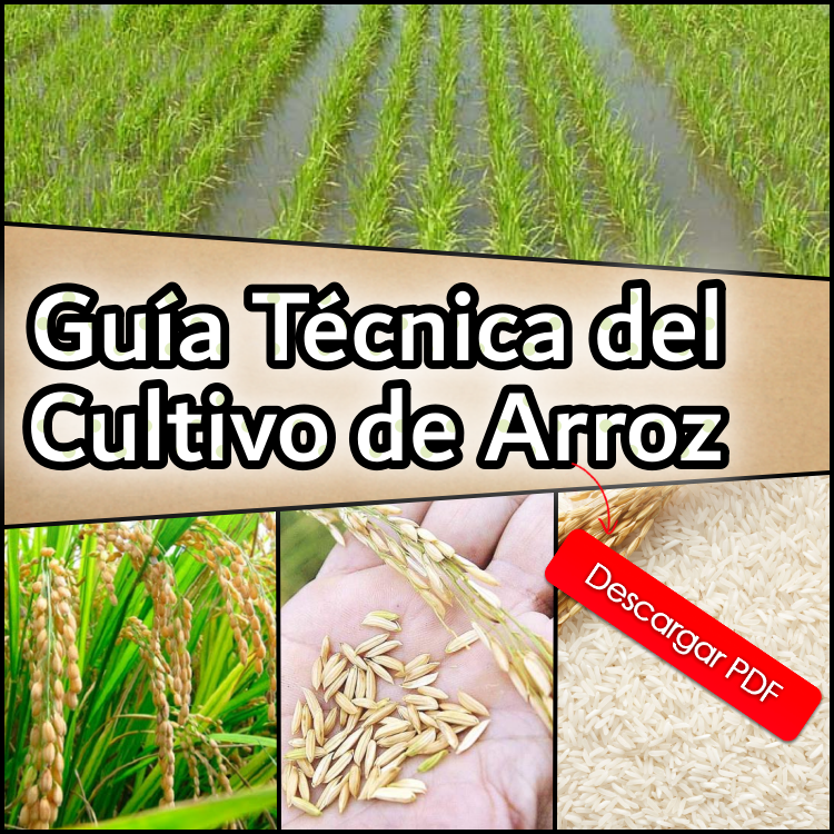 Guía Técnica Del Cultivo De Arroz Infoagronomo 3748