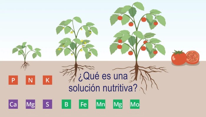 ¿Qué Es Una Solución Nutritiva? - InfoAgronomo