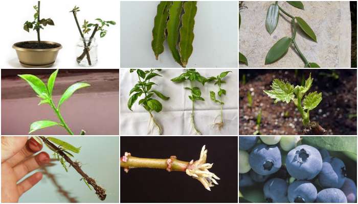 Más de 50 plantas que se pueden reproducir por esquejes - InfoAgronomo