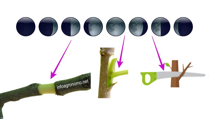 Influencia de las fases lunares para injertar, acodar, podar y cortar  madera - InfoAgronomo