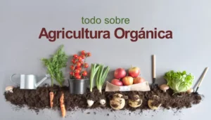 Agricultura orgánica