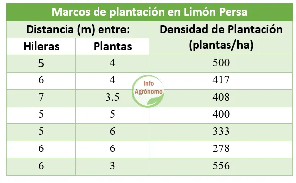 Marcos De Plantación De Limón Persa - Silifosca