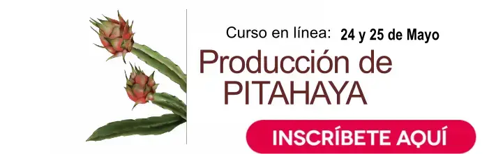 Cursos Pitahaya